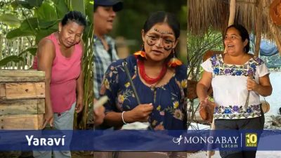 Día Mundial de las Abejastres iniciativas de mujeres indígenas para proteger a estos polinizadores en Latinoamérica