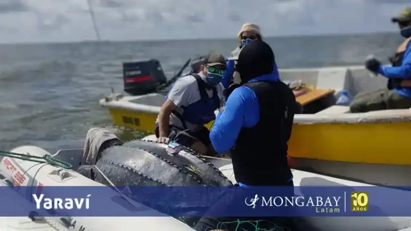 Día Mundial de las Tortugas Marinas tres historias dan esperanza en América Latina 
