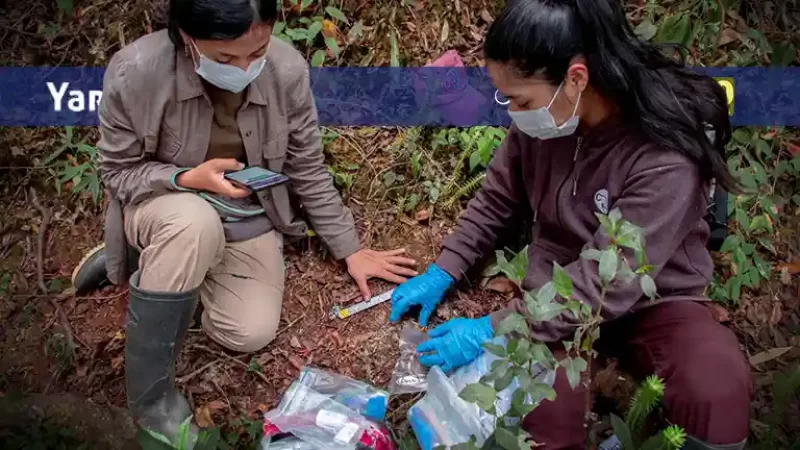 Día Mundial del Medioambiente - Perú concentra los corredores climáticos más importantes de la Amazonía occidental - yaravi