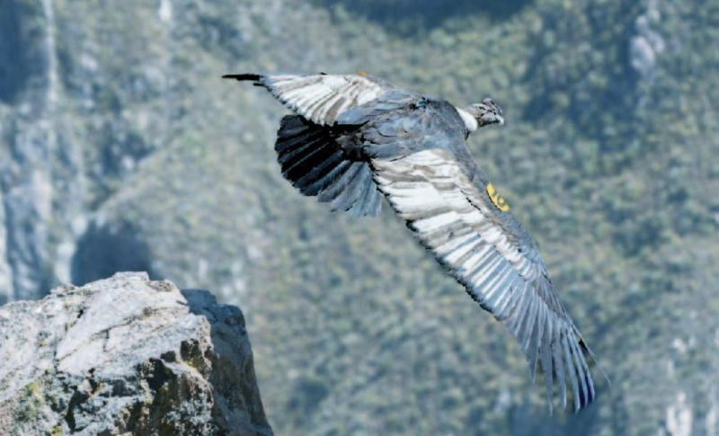 cóndor