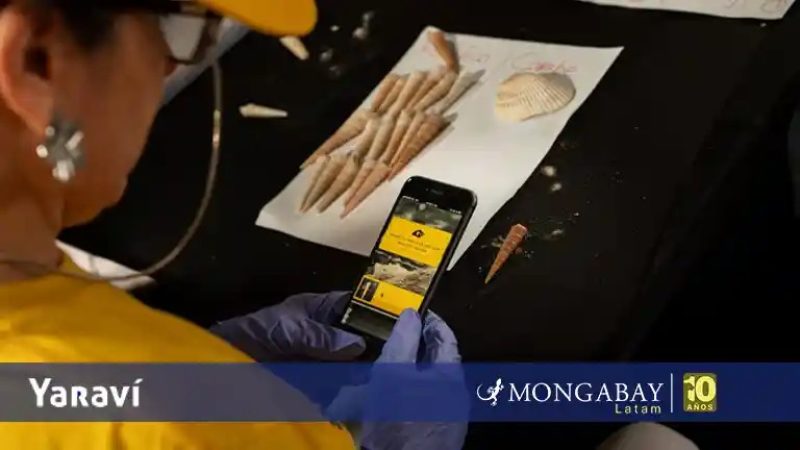 La inteligencia artificial que permite el regreso masivo de conchas a los mares de Costa Rica