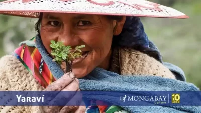 Mujeres kewiña indígenas quechua restauran bosques andinos para proteger el agua de Bolivia