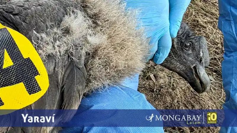 Uchuy es el primer polluelo de cóndor andino que lleva un transmisor satelital en Perú