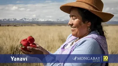 cusco energias renovables espinar - fresas - radio yaravi