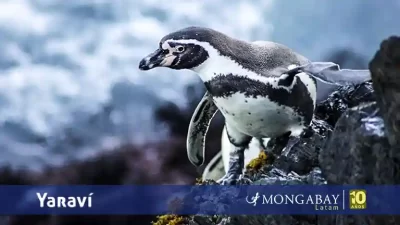 dia mundial de los pinguinos - radio yaravi
